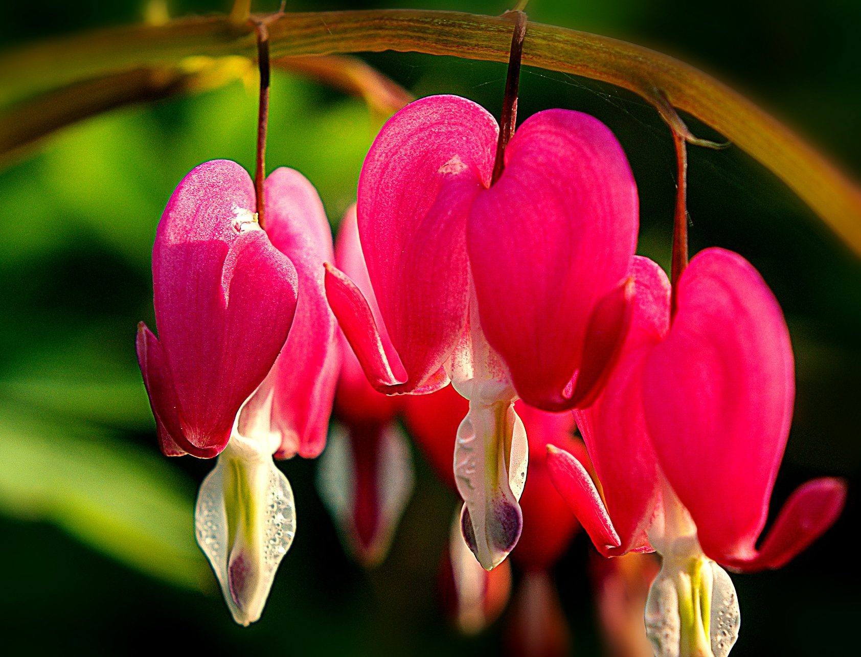 Bleeding heart flowers symbolically hanging from a branch.