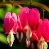 Bleeding heart flowers symbolically hanging from a branch.